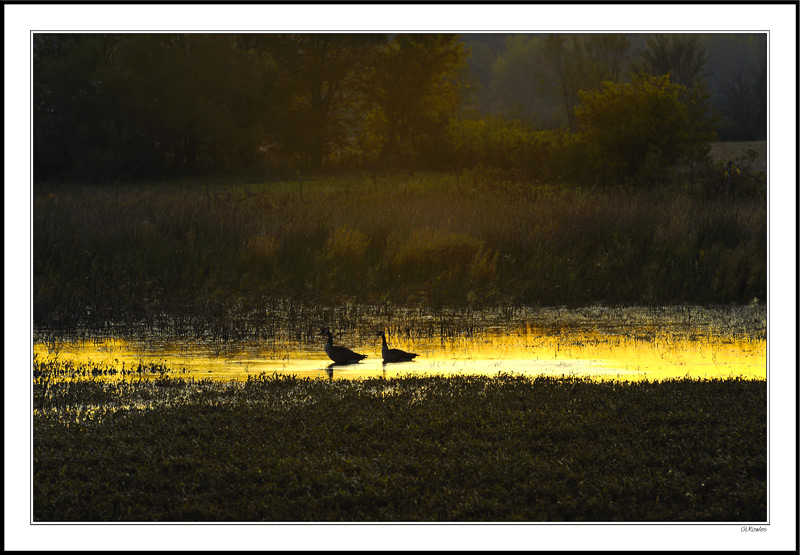 Geese Bask in Golden Dawn