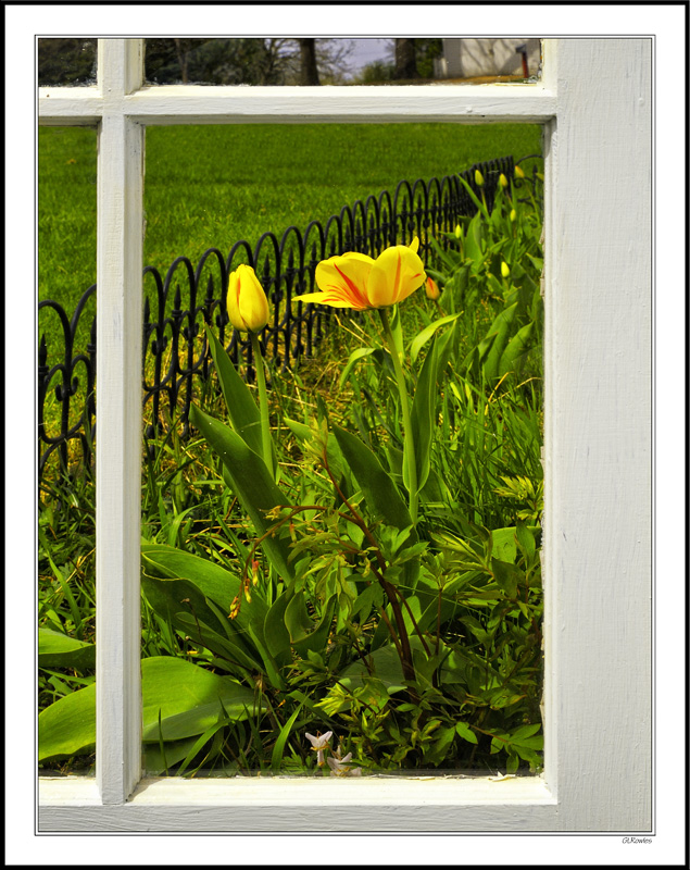 Through My Window - First Tulips