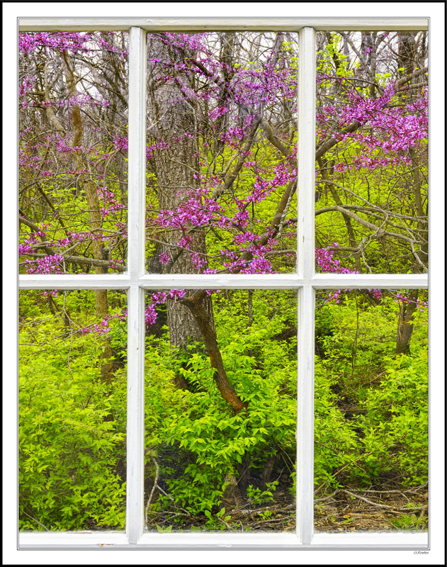 Through My Window - Magenta Red Buds I