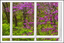 Through My Window - Magenta Red Buds II