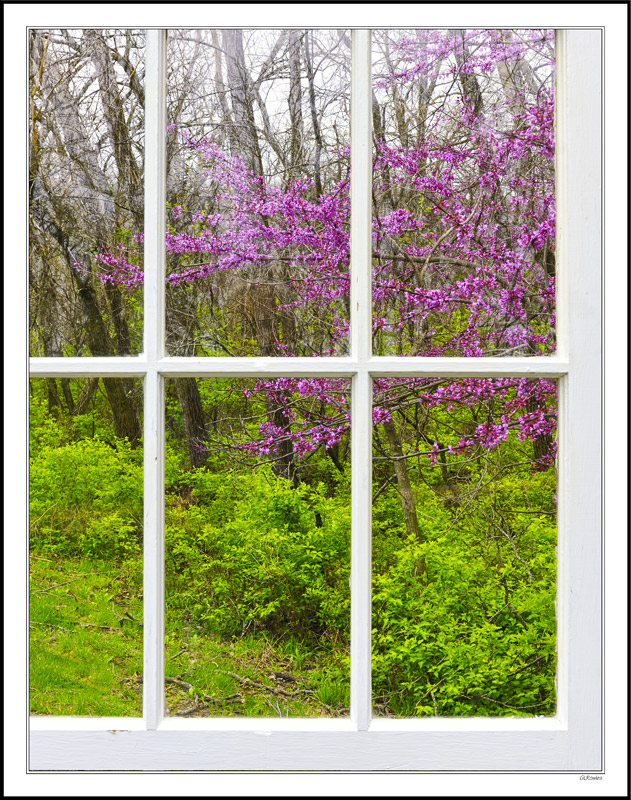 Through My Window - Magenta Red Buds III