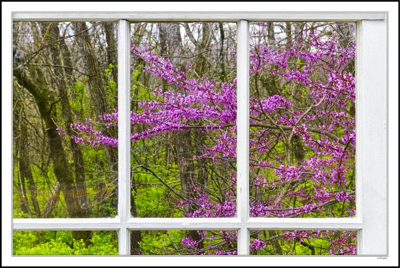 Through My Window - Magenta Red Buds IV