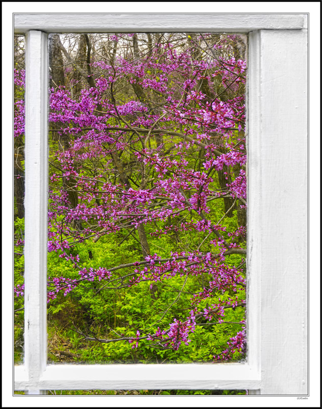 Through My Window - Magenta Red Buds V