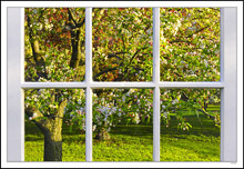 Through My Window - Apple Blossoms I