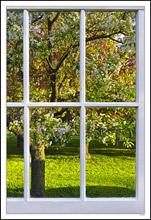 Through My Window - Apple Blossoms II
