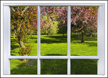 Through My Window - Apple Blossoms III