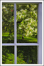 Through My Window - Apple Blossoms IV
