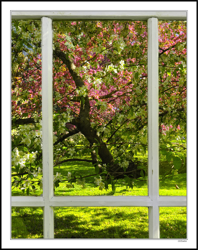 Through My Window - Apple Blossoms VI