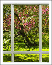Through My Window - Apple Blossoms VI