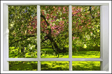 Through My Window - Apple Blossoms V