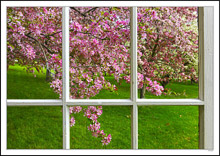 Through My Window - Apple Blossoms VII