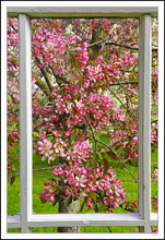 Through My Window - Apple Blossoms VIII