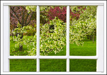 Through My Window - Apple Blossoms IX