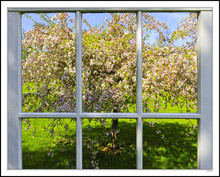 Through My Window - Apple Blossoms X