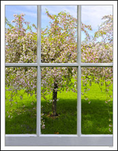 Through My Window - Apple Blossoms XI