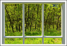 Through My Window - Grove Aglow