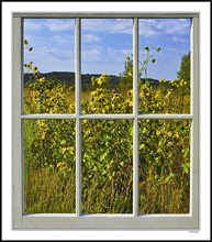 Through My Window - Sunflower Frolic
