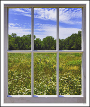 Through My Window - Wildflower Prairie