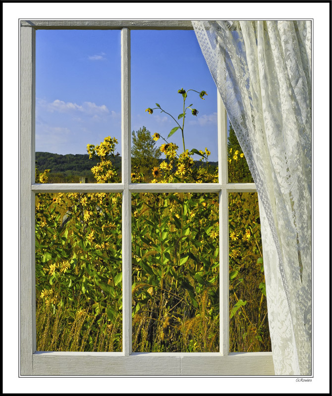 Through My Window - Sunflower Frolic And Lace