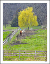 Spring Willow Corral