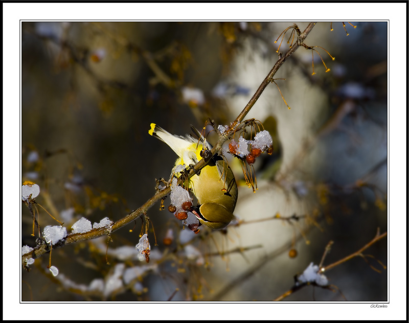 Waxwing Acrobat