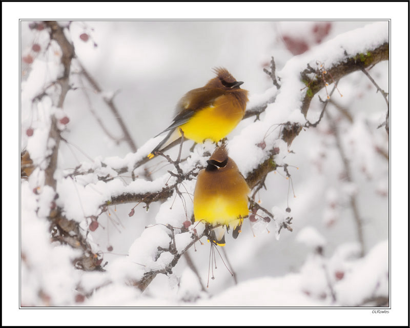 Early Waxwings