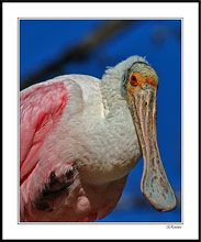 Roseate Spoonbill