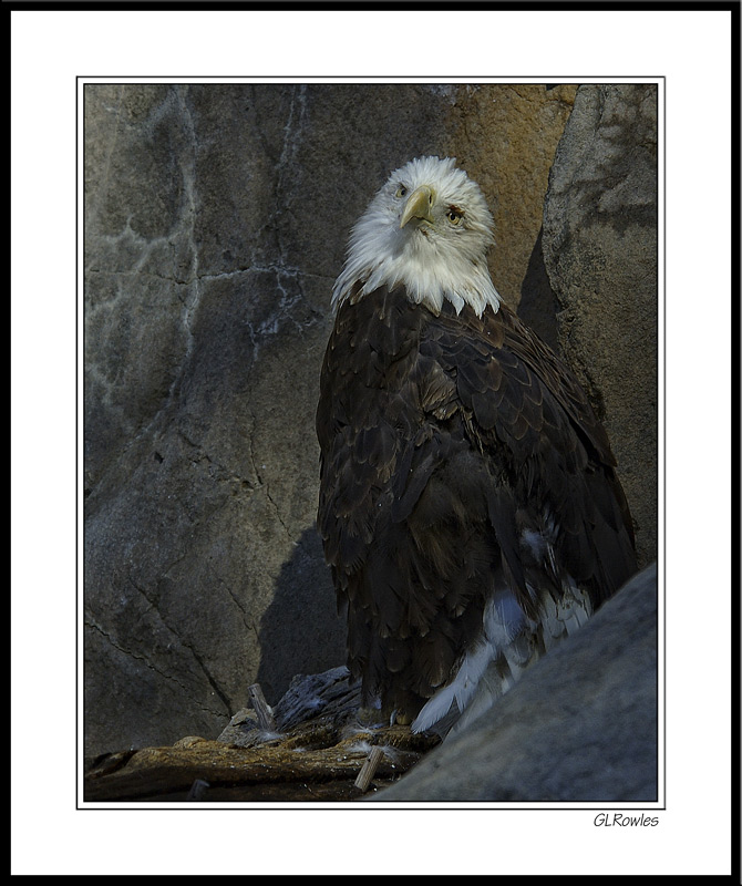 Injured And Forlorn Bald Eagle