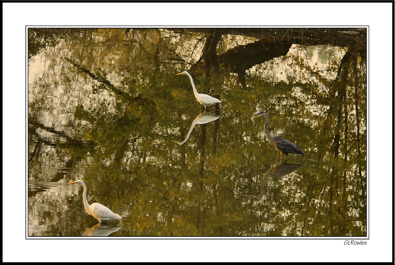 Egret And Heron Tapestry