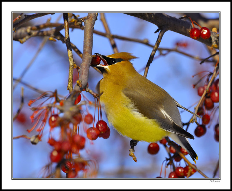 Waxwing Breakfast