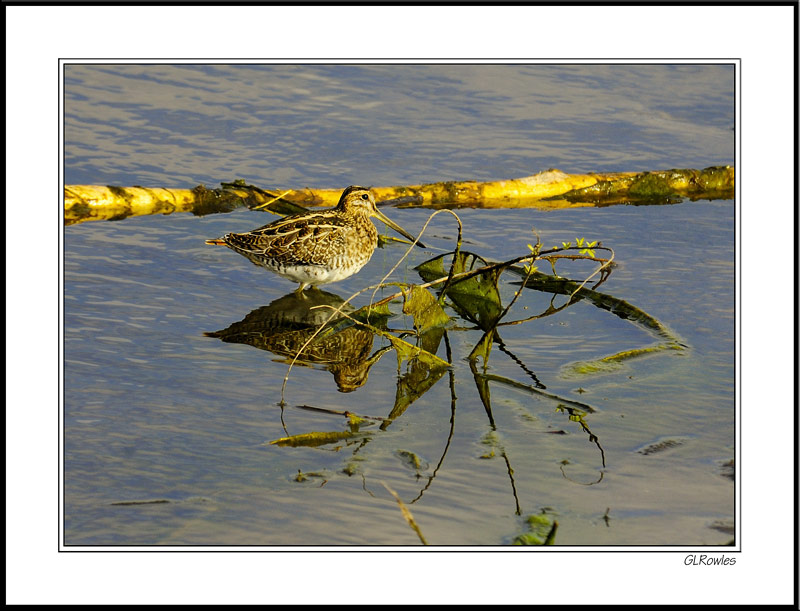 Common Snipe