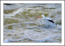 Surf Fishing