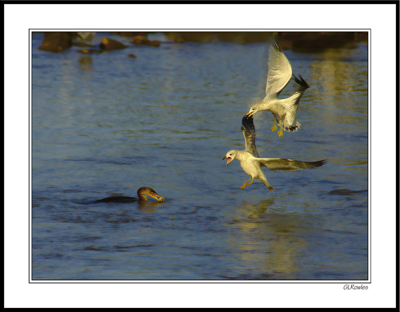 Envious Gulls