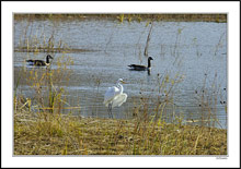 Snowy Egret