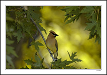 Waxwing Haven