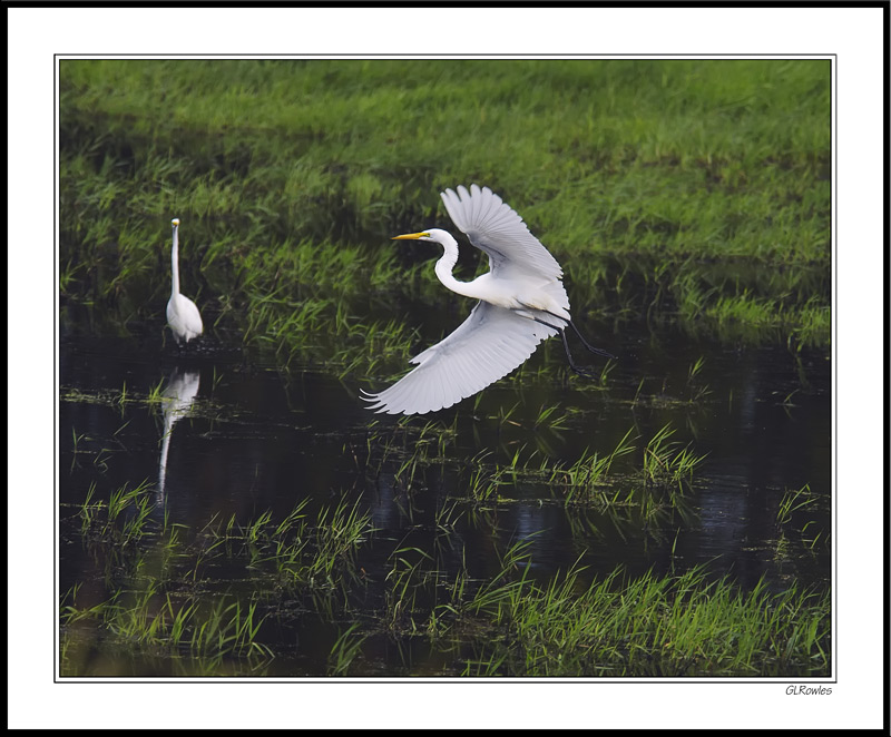 Great Egret Takes Flight