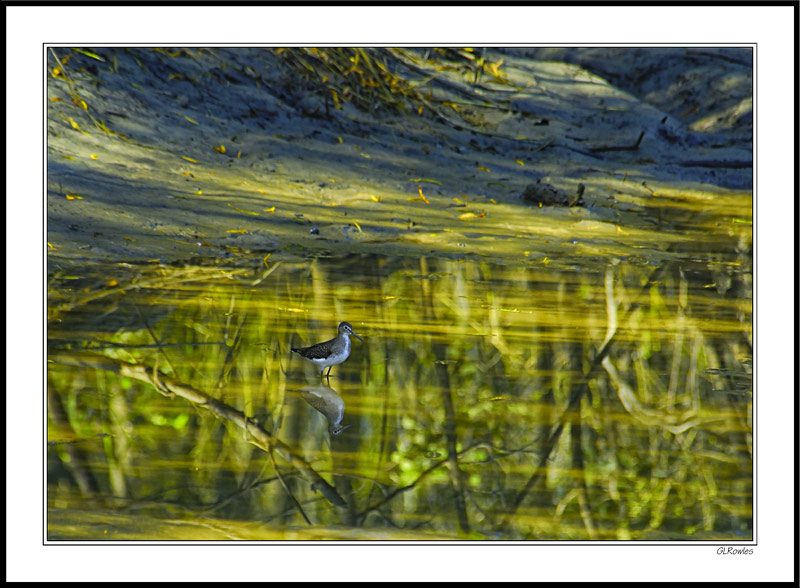 Sandpiper Camouflage