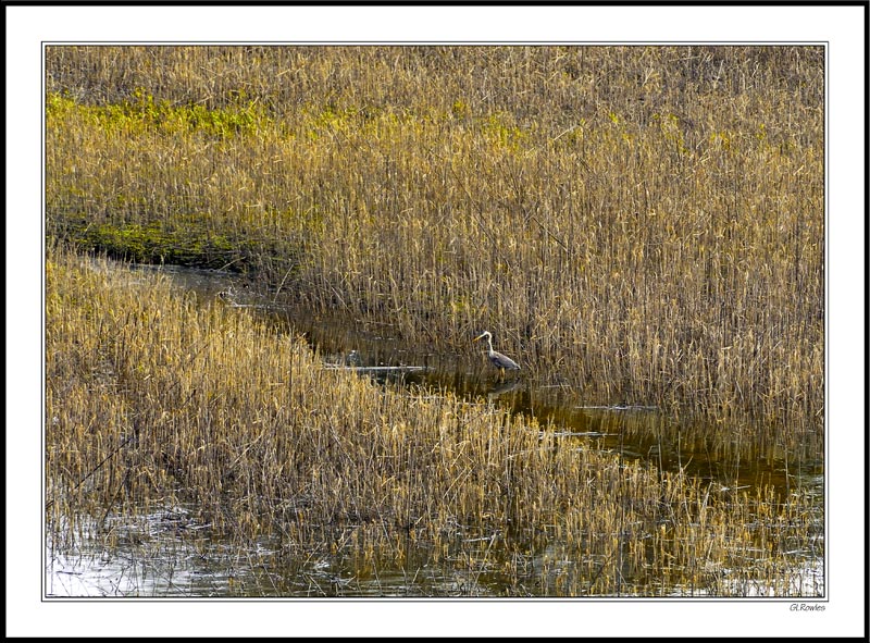 Lone Fisher