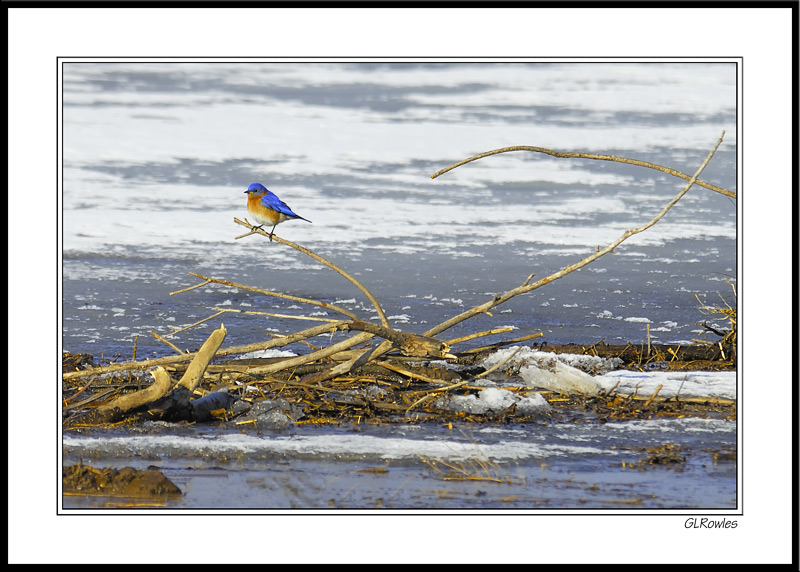 Bluebird Raft