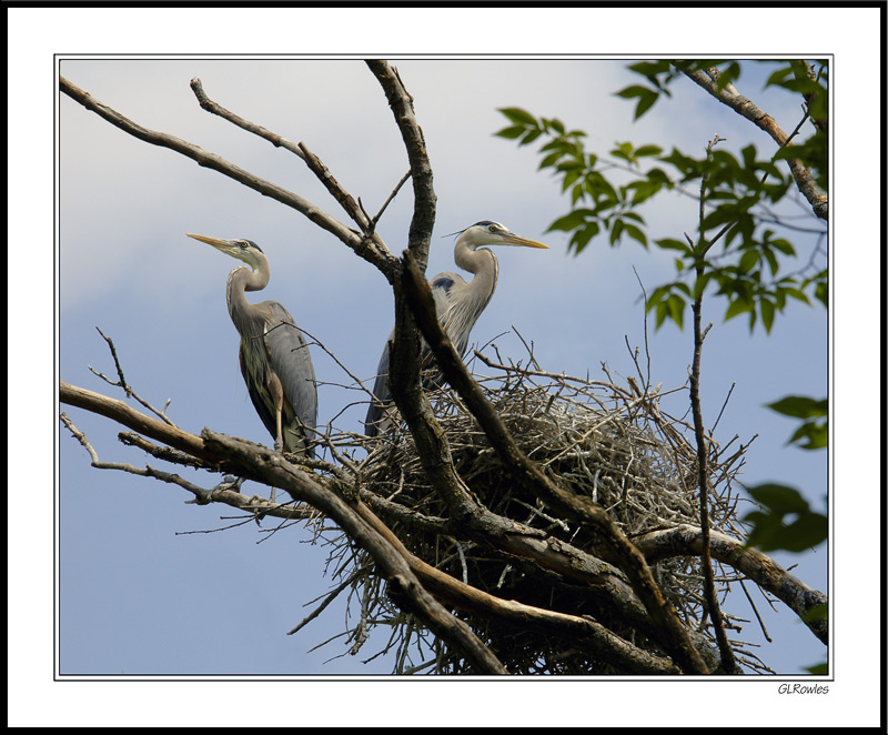 Preparing The Nest