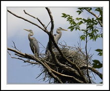 Preparing The Nest