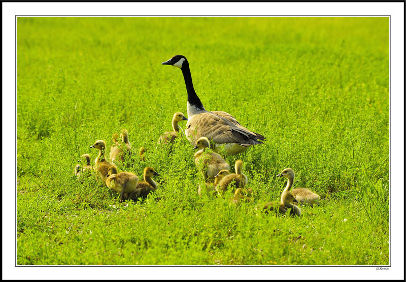 Busy Mom