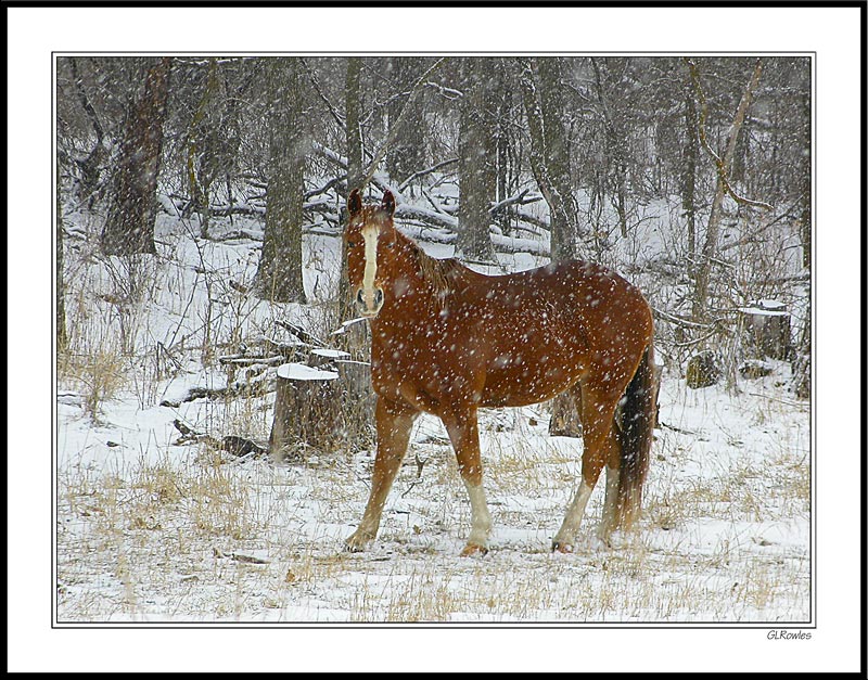 Farm Horse