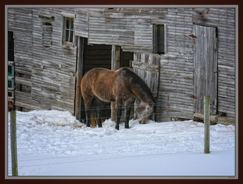 Winter Siesta