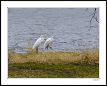 Snowy Egret Dance