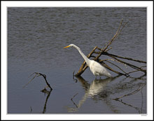 Great Egret Poised