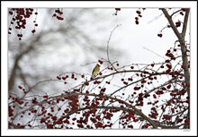 Cedar Waxwing Environment