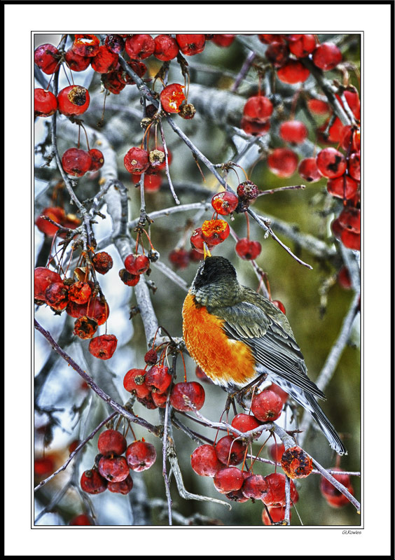 Spring Robin