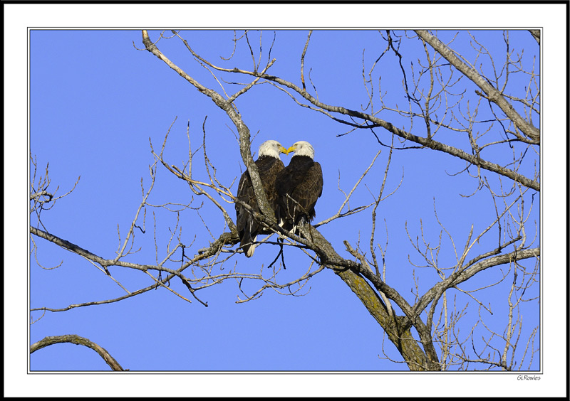 Eagle Spouses