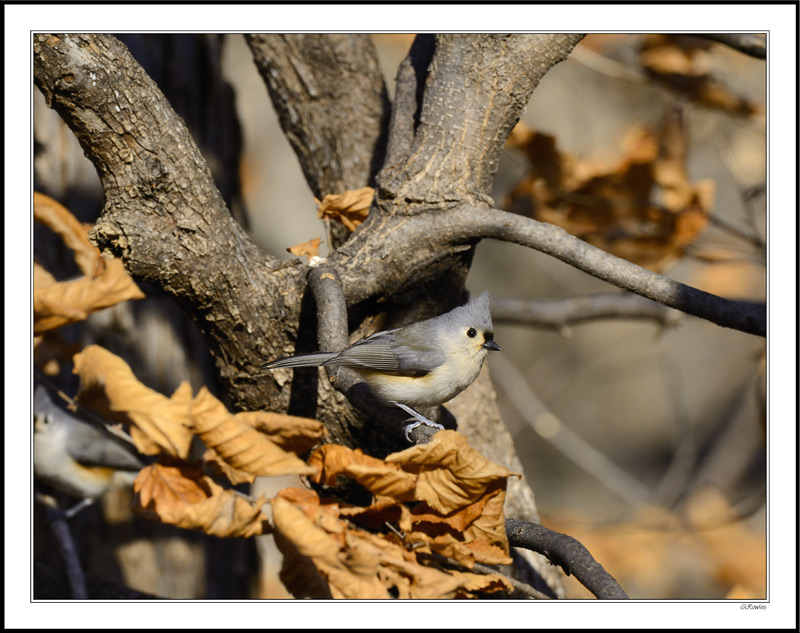 A Tufted Titmouse Pose